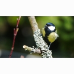 20220422 Kohlmeise 1 DSC07224.jpg